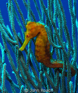 Longsnout Seahorse by John Roach 